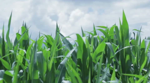 Corn field Stock Footage 41547763