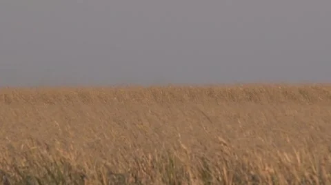 Corn Field Stock Footage 42525817