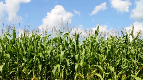 Corn Field Stock Footage 47380695