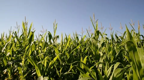 Corn field. Vídeo Stock 48975762