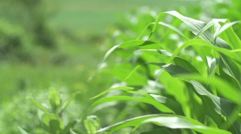 Corn field Stock Footage 50192806