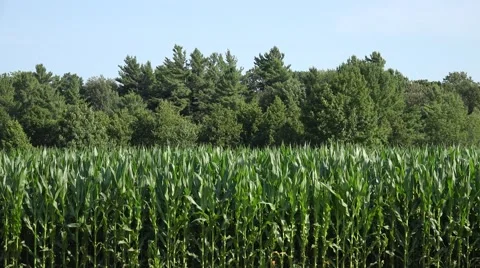 Corn Field Stock Footage 52304167
