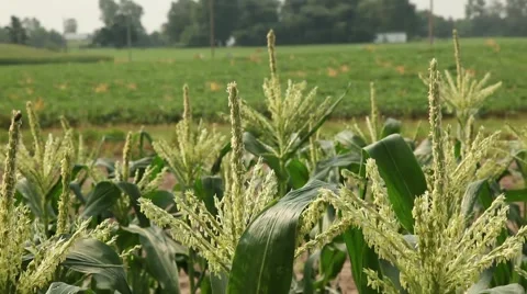 Corn field Stock-Footage 52758768