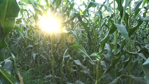Corn Field Stock Footage 73906050