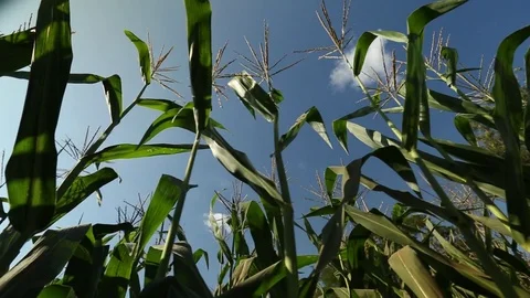 A corn field Stock Footage 73941816
