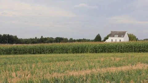 Corn field Stock Footage 77214258
