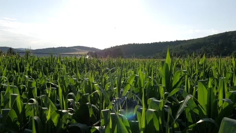 Corn field Stock Footage 77646400