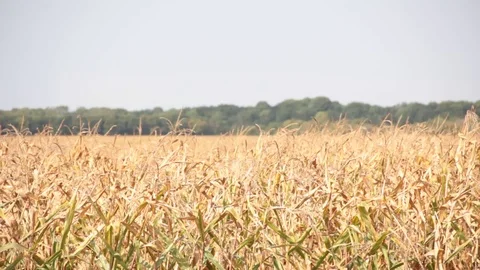 Corn field Stock Footage 79621836