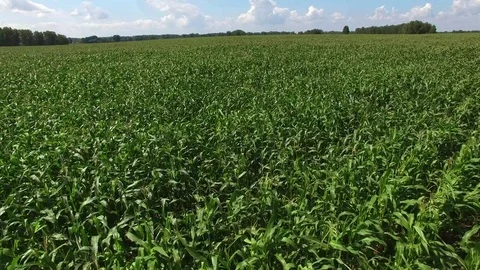 Corn field Video stock 79708300