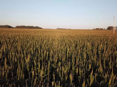 Corn field Stock Footage 80334135