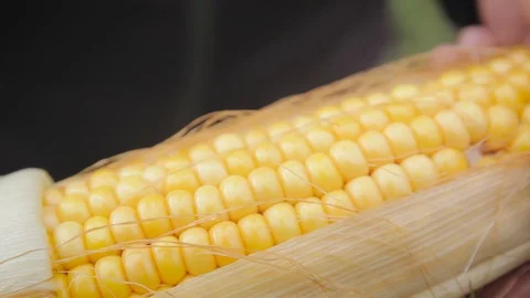 Corn field Stock Footage 87652534