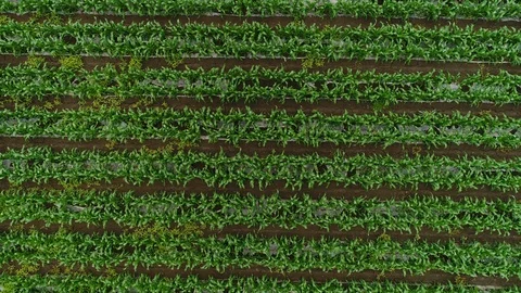 Corn field Vidéo 90925695