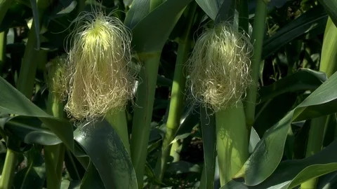 Corn on a field Stock Footage 95170446