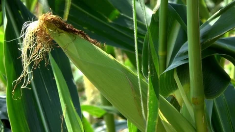 Corn on a field Stock Footage 95170537