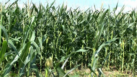 Corn on a field Stock Footage 95171015