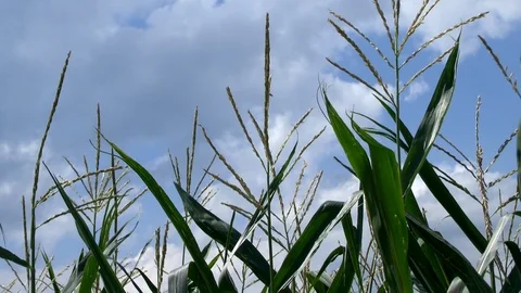 Corn on a field Stock Footage 95171051
