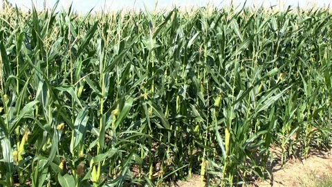Corn on a field Stock Footage 95171206