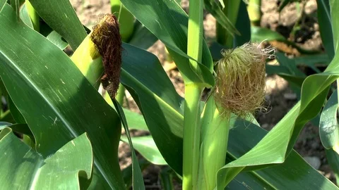 Corn on a field Stock Footage 95171315