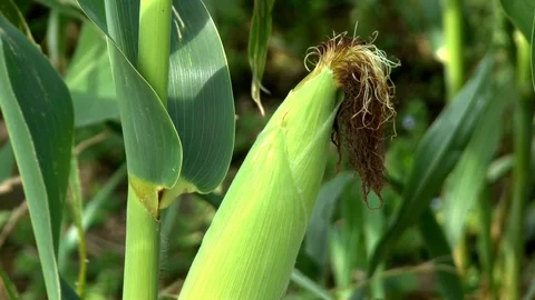Corn on a field Stock Footage 95171434