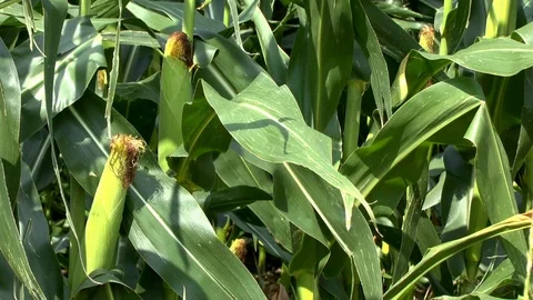 Corn on a field Stock Footage 95171842