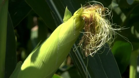 Corn on a field Stock Footage 95171855