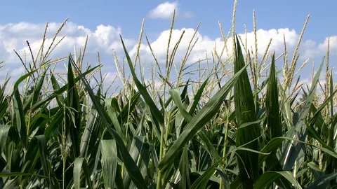 Corn on a field Stock Footage 95171966