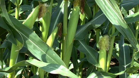 Corn on a field Stock Footage 95172060