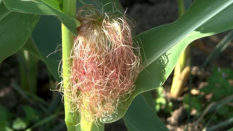 Corn on a field Stock Footage 95172346