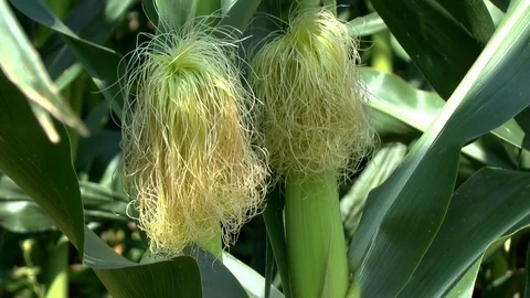 Corn on a field Stock Footage 95172782
