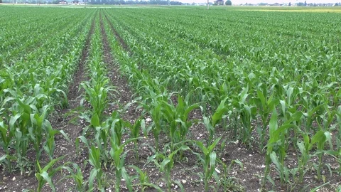 Corn on a field Stock Footage 95172833