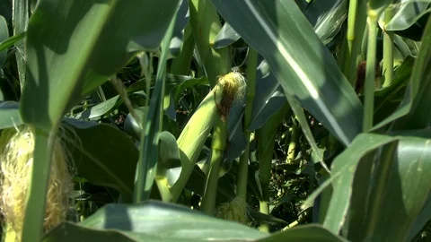 Corn on a field Stock Footage 95172855