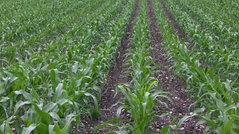 Corn on a field Stock Footage 95173166