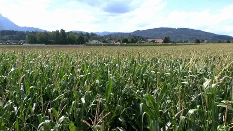 Corn on a field Stock Footage 95173214
