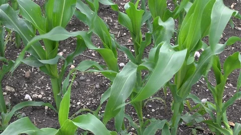 Corn on a field Stock Footage 95173668
