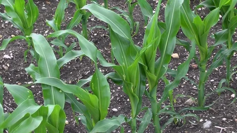 Corn on a field Stock Footage 95173748