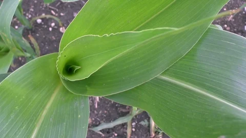 Corn on a field Stock Footage 95173951
