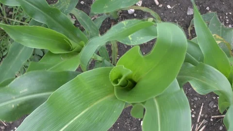 Corn on a field Stock Footage 95174045
