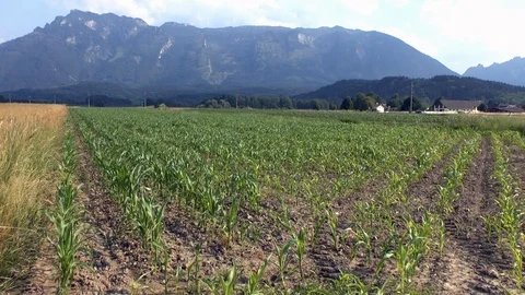 Corn on a field Stock Footage 95174404