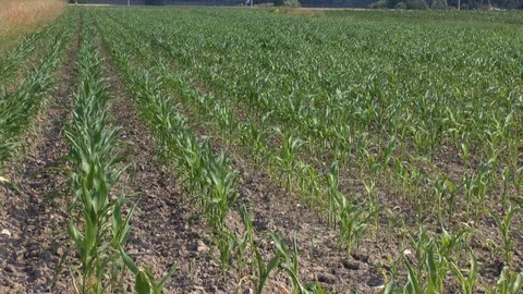 Corn on a field Stock Footage 95174598