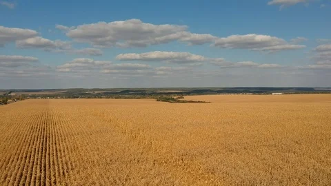 Corn field Stock Footage 96003452