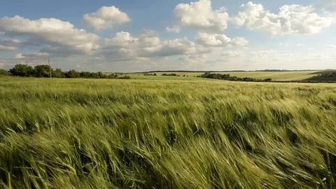 Corn field Stock Footage 96003515