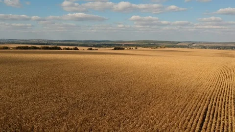 Corn field Video stock 96003601