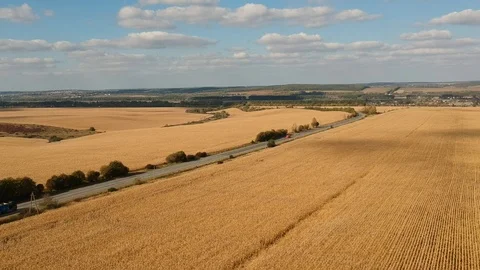 Corn field Video stock 96003604