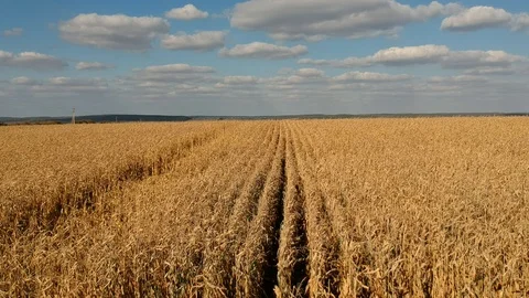 Corn field Stock Footage 96003620