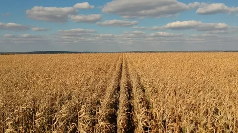Corn field Stock Footage 96003749