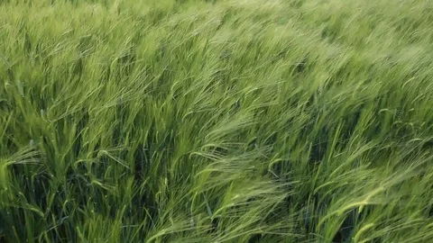 Corn field Video stock 96003794