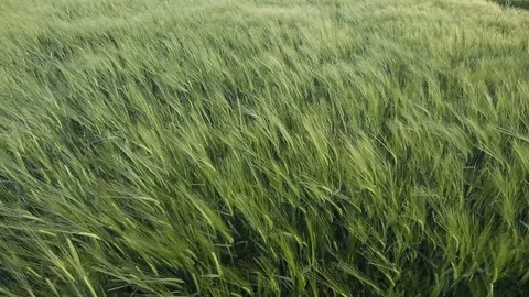 Corn field Stock Footage 96003838