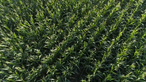  Corn field Stock Footage 97583278