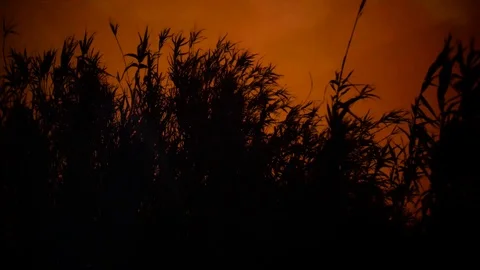 Corn Field Stock Footage 102513264