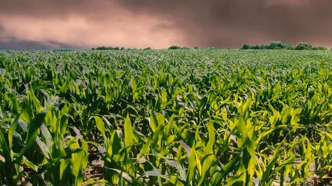 Corn field Stock Footage 108554175